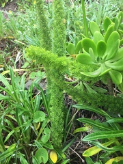 Asparagus densiflorus