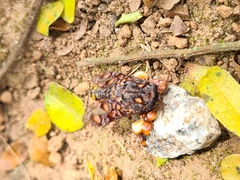 Phobetron hipparchia