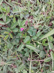 Desmodium incanum