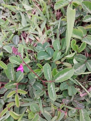 Desmodium incanum