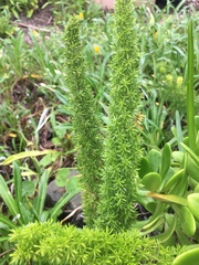 Asparagus densiflorus