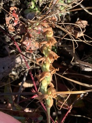 Spiranthes arcisepala