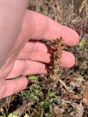 Spiranthes arcisepala