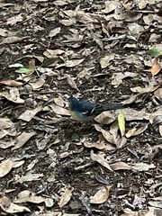 Fringilla coelebs canariensis