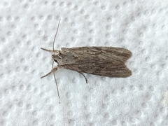 Lithophane leautieri