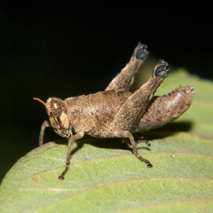 Lophothericles euchore