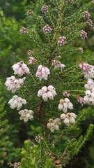 Erica scabriuscula