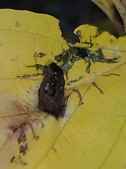 Hormaphis hamamelidis