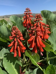 Erythrina zeyheri