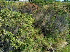 Passerina corymbosa