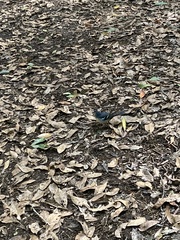 Fringilla coelebs canariensis