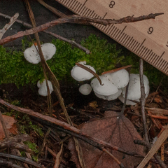 Panellus mitis