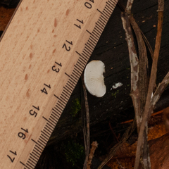 Panellus mitis