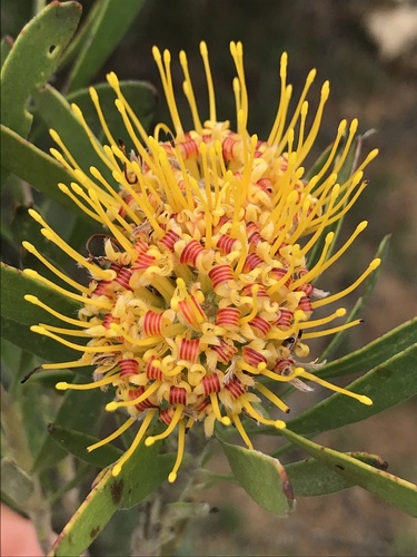 Leucospermum muirii E.Phillips