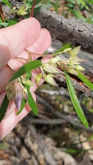 Billardiera cymosa