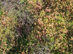 Passerina corymbosa