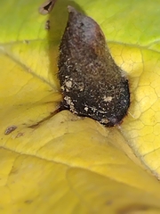 Hormaphis hamamelidis