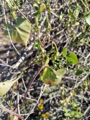 Ipomoea cardiophylla