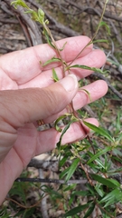 Billardiera cymosa