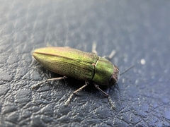 Melobasis propinqua verna