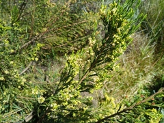 Passerina corymbosa