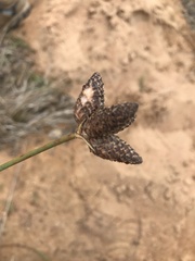 Hellmuthia membranacea