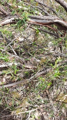 Billardiera cymosa