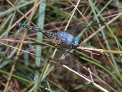 Trithemis stictica