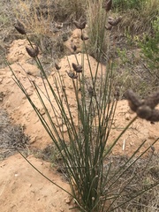 Hellmuthia membranacea