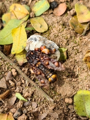 Phobetron hipparchia