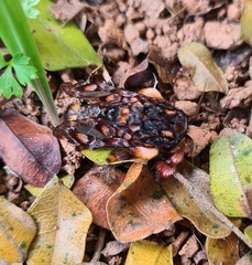 Phobetron hipparchia