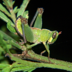 Lophothericles euchore