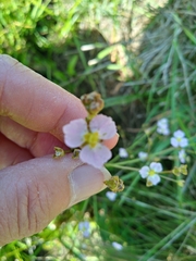 Alisma plantago-aquatica
