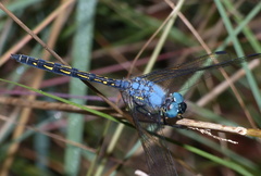 Trithemis stictica