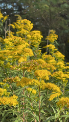 Solidago gigantea