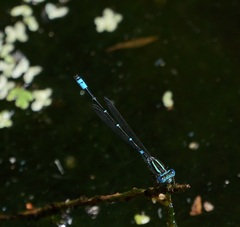 Austroagrion watsoni