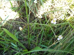 Alisma plantago-aquatica