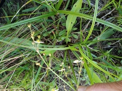 Alisma plantago-aquatica