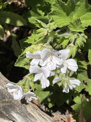 Pelargonium cucullatum