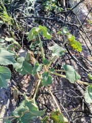 Proboscidea parviflora