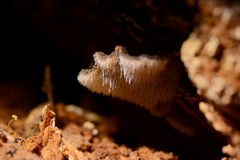 Pseudohydnum orbiculare