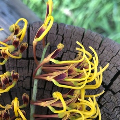 Grevillea robusta