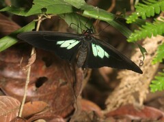 Parides sesostris