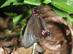 Parides sesostris