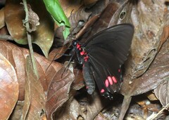 Parides sesostris