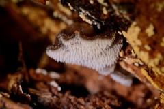 Pseudohydnum orbiculare