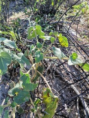 Proboscidea parviflora