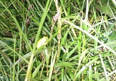 Hyperolius tuberilinguis