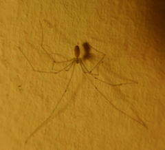 Pholcidae