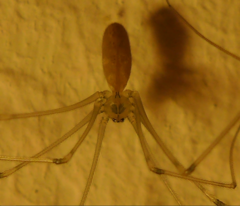 Pholcidae